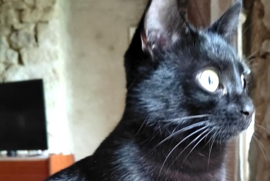 Vermisstmeldung Katze Weiblich , 2 jahre Luzay Frankreich