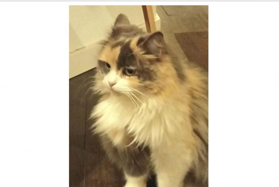 Disappearance alert Cat miscegenation  Female , 4 years Le Bourdet France