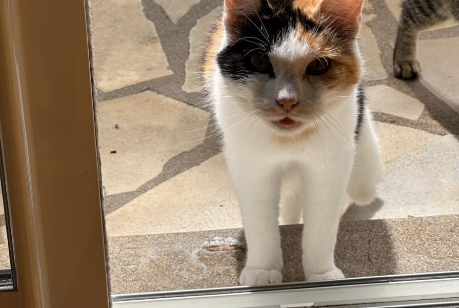 Alerte Découverte Chat croisement  Femelle La Crèche France