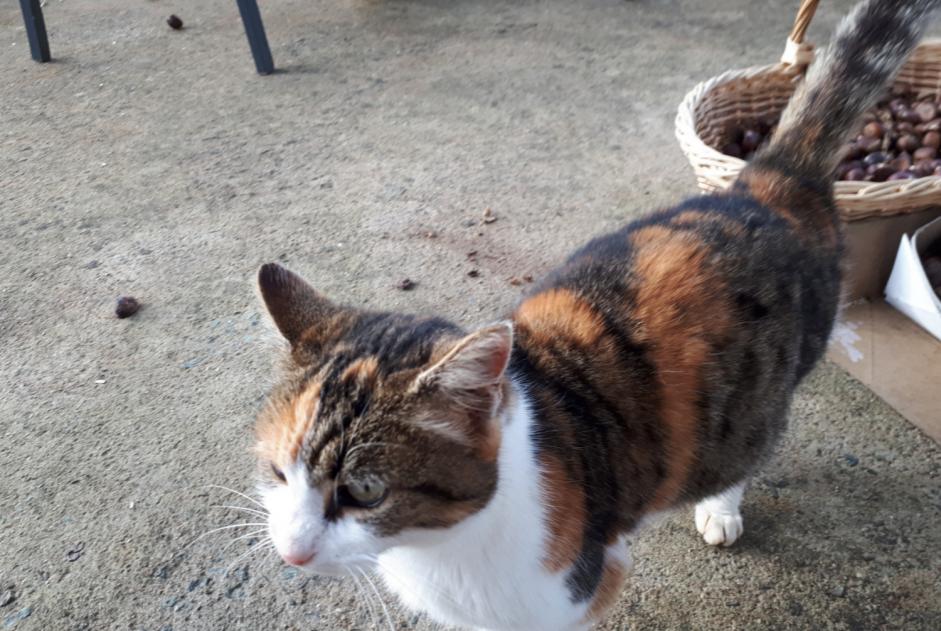 Alerte Découverte Chat croisement  Femelle Melle France